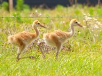 A1B9104c  Sandhill Crane (Grus canadensis) - 2.5 week-old chicks